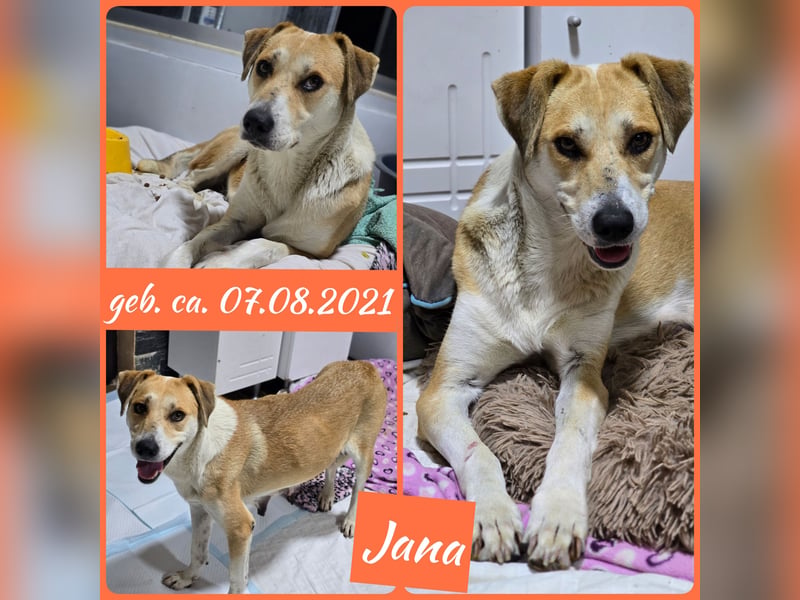 Jana, Hündin, *ca. 07.08.2021, SH ca. 50 cm, freundlich, sozial, neugierig, schüchtern