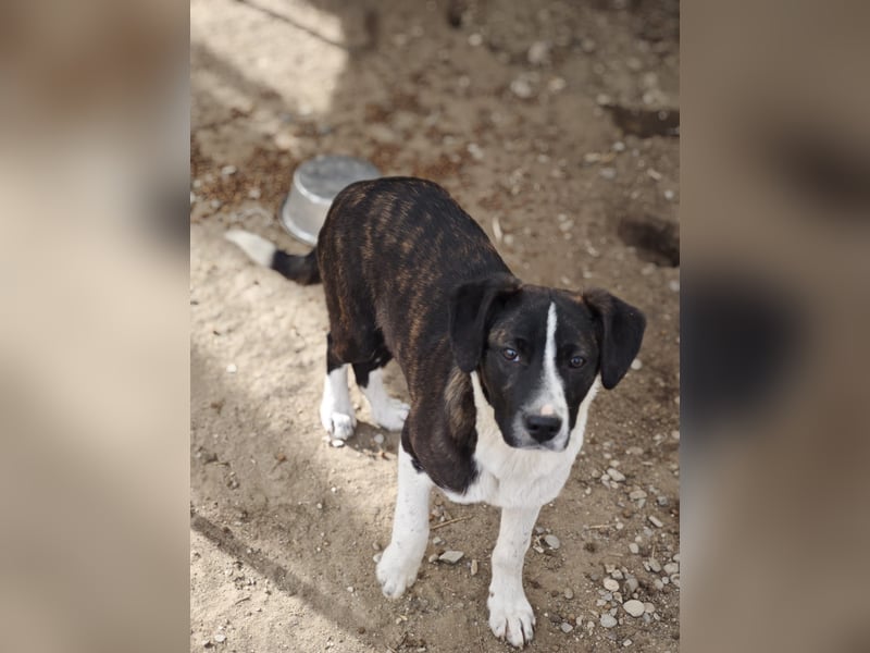 Hedda, Hündin, *ca. 02.10.2025, ca. kniehoch werdend, menschenbezogen, lieb, temperamentvoll, aufges