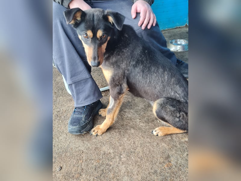 Mona , 3 ¼ jähriges Mädchen, ca. mittelgroß bis Knie, offen, freundlich dominierend, aufgeschlossen