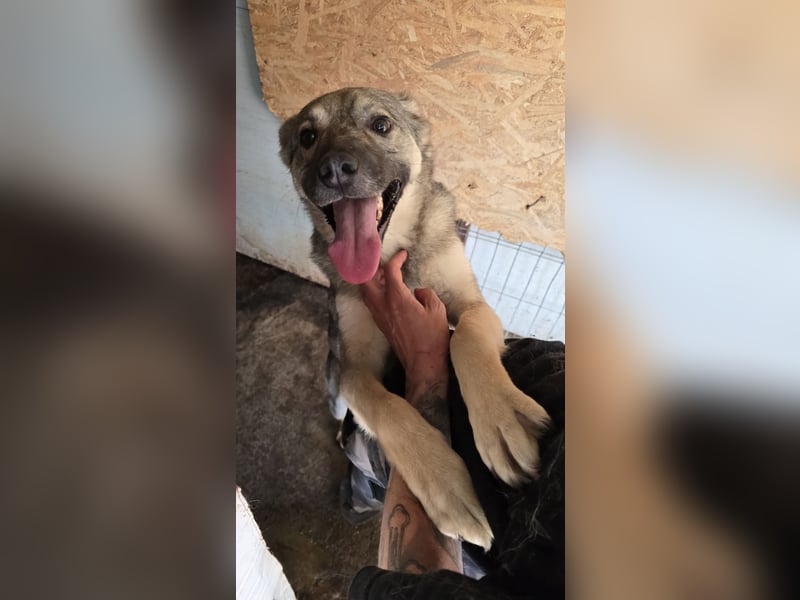 Claudius, fast 3 jähriger Junge,, SH ca. kniehoch, sozial, freundlich, verschmust