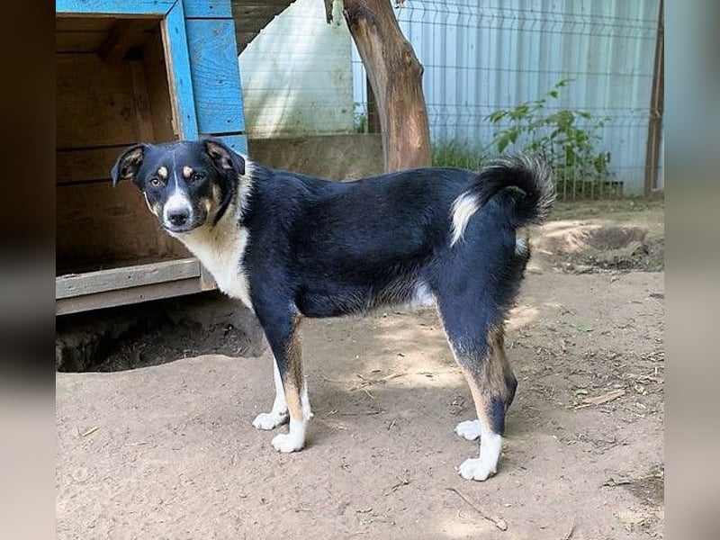 Mailo, 4-jähriger Bub, SH ca. 50 cm, freundlich, aufgeschlossen, neugierig, sozial