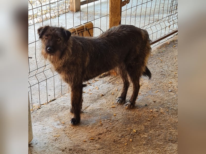 Tova, Hündin, *ca. 02.03.2023, klein bis kniehoch, neugierig, aber unsicher, sozial