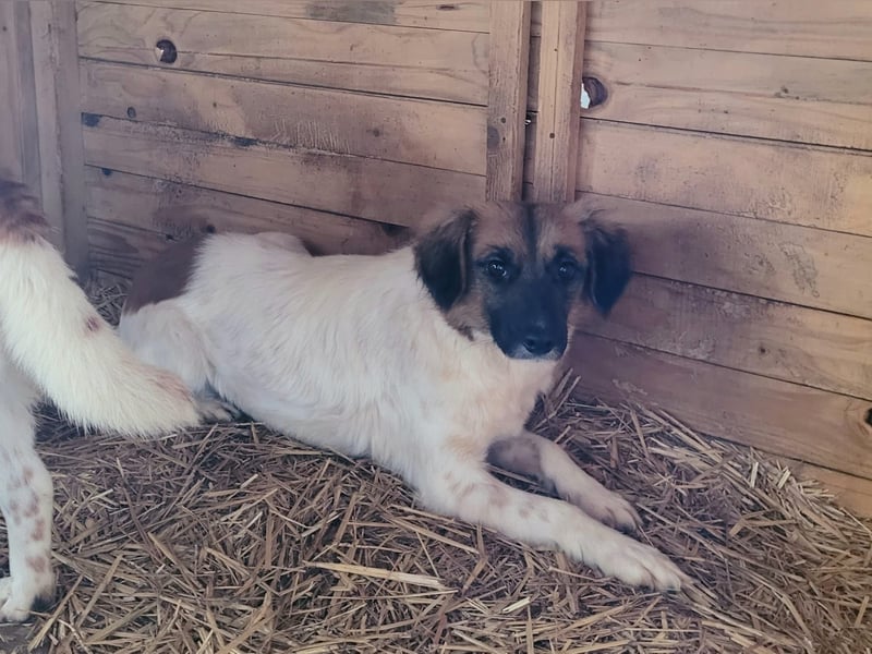 Claire, Hündin, *ca. 10.09.2023, klein bis kniehoch, neugierig, sanft, unsicher