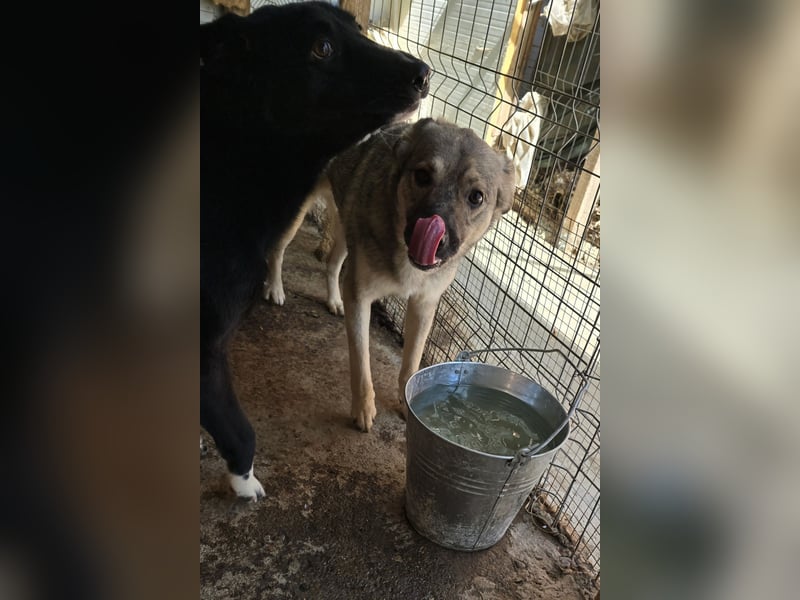 Claudius, fast 3 jähriger Junge,, SH ca. kniehoch, sozial, freundlich, verschmust