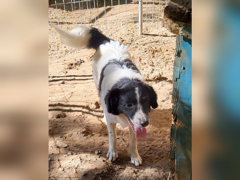 Ismael, Rüde, *ca. 22.01.2025, ca. kniehoch, verschmust, freundlich, aktiv