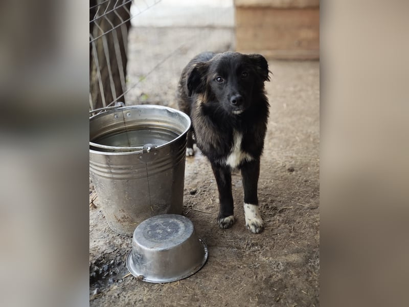 Clarissa, Hündin, *ca. 28.09.2025, ca. kniehoch werdend, freundlich, liebt Streicheleinheiten, versp