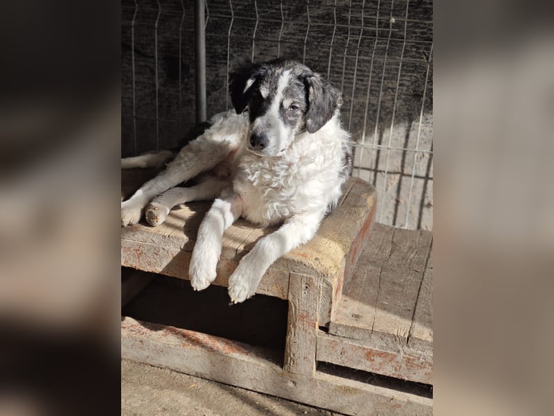Pongo, Rüde, *ca. 27.09.2025, vermutlich kniehoch werdend, verspielt, lebensfroh, neugierig, verschm