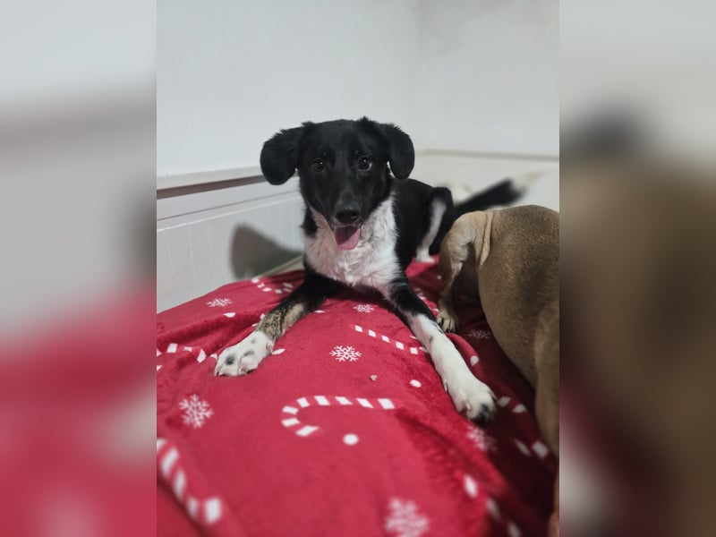 Silja, Hündin,*ca. 08.02.2025, ca. kniehoch, unsicher, aber möchte gerne vertrauen, sucht Körperkont