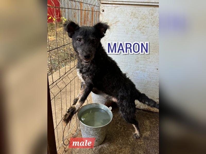 Maron, Rüde, *ca. 31.05.2021, SH kniehoch, ca. 45 cm, freundlich, aktiv, selbstbewusst, verschmust