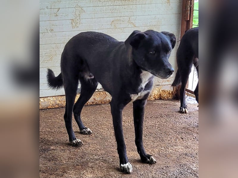 Vento, 3 jähriger Bub, SH ca. kniehoch, neugierig, verspielt, sozial