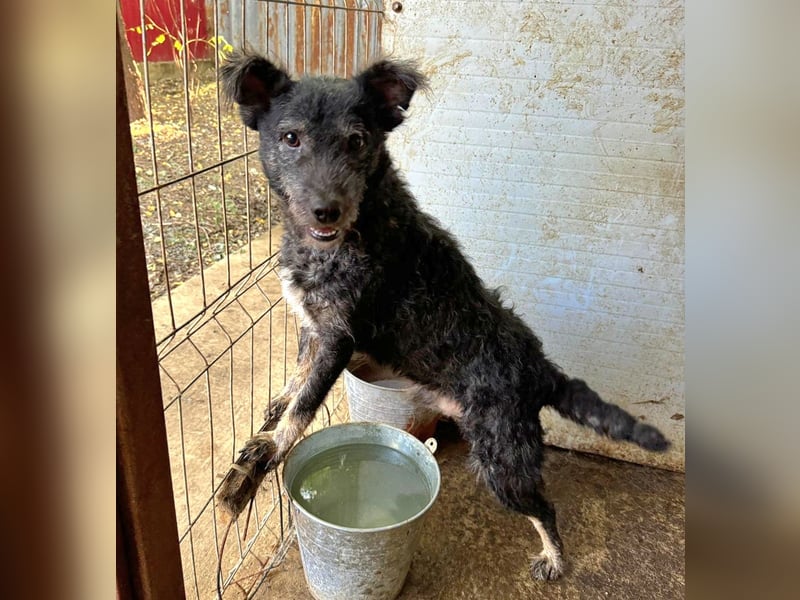 Maron, Rüde, *ca. 31.05.2021, SH kniehoch, ca. 45 cm, freundlich, aktiv, selbstbewusst, verschmust