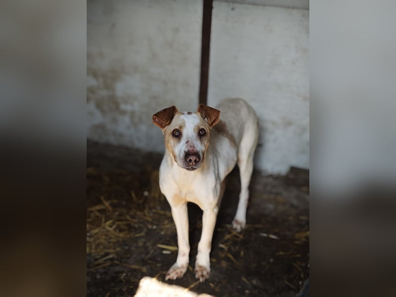 Toffee, Rüde, *ca. 16.02.2020, ca. kniehoch bis mittelgroß, vorsichtig, zurückhaltend, interessiert,