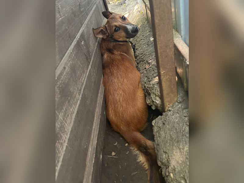 Darya, 2jährige Hündin, SH ca. mittelgroß ?, ängstlich, unsicher, freundlich, sozial