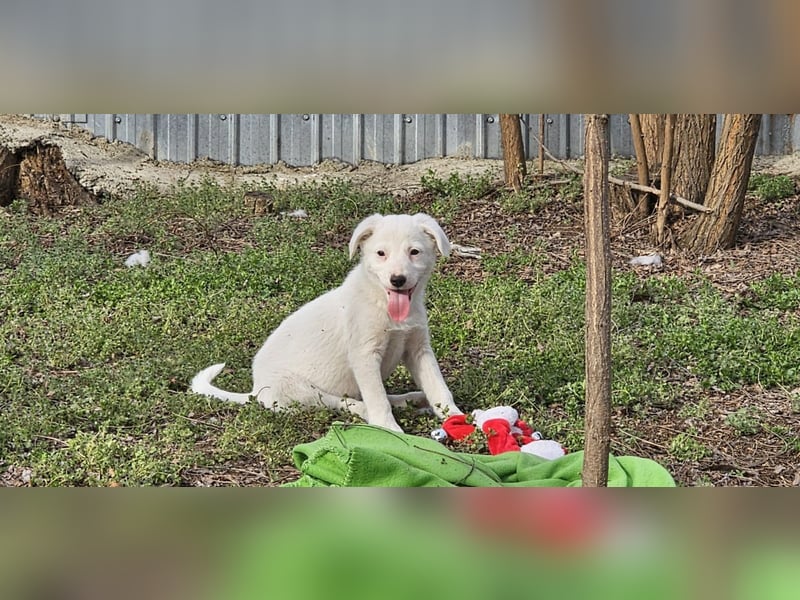 Ines, Hündin, *ca. 22.01.2025, ca. kniehoch, verschmust, feinfühlig, sozial, ausgeglichen