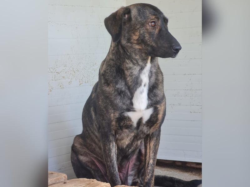 Kiri , 2 ½-jährige Hündin,  mittelgroß, ängstlich, zurückhaltend, ruhig, sozial