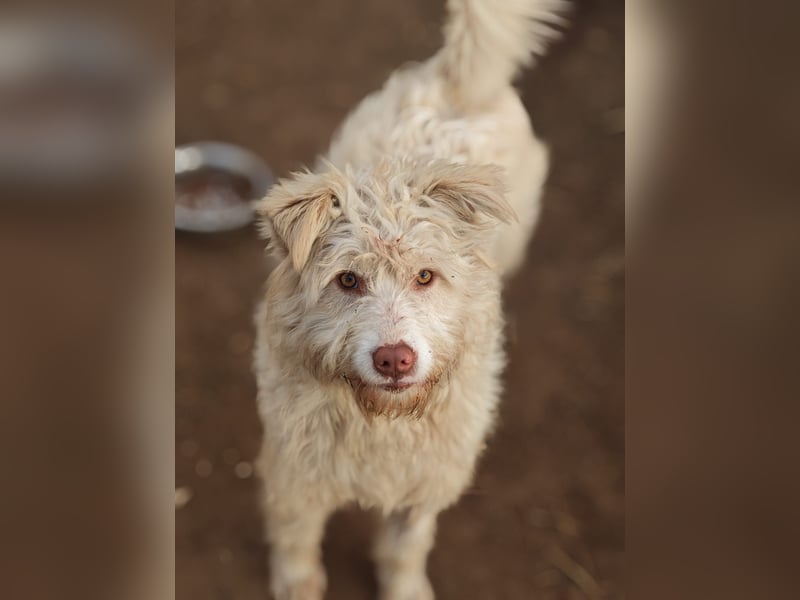 Jupp, Rüde, *ca. 10.04.2024, ca. kniehoch, vorsichtig, freundlich, lustig, verspielt, verschmust