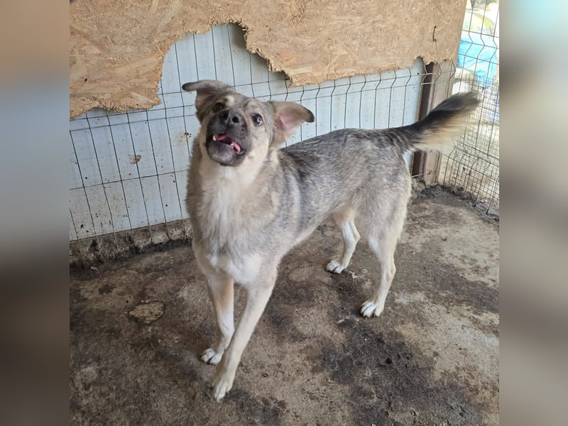 Claudius, fast 3 jähriger Junge,, SH ca. kniehoch, sozial, freundlich, verschmust