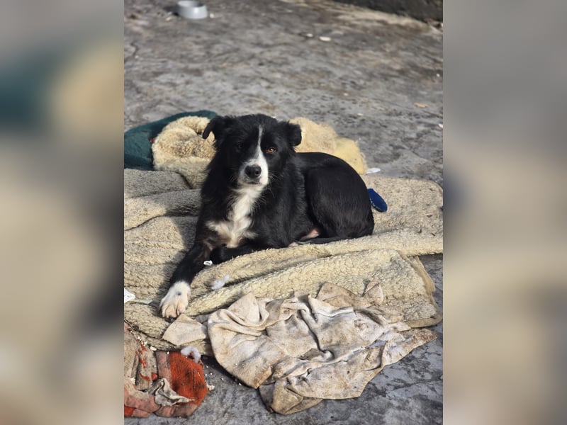 Wolfi, Rüde, *ca. 10.11.2023, ca. kniehoch, menschenbezogen, sozial, freundlich