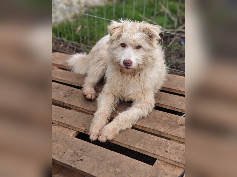 Jupp, Rüde, *ca. 10.04.2024, ca. kniehoch, vorsichtig, freundlich, lustig, verspielt, verschmust