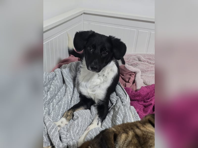 Silja, Hündin,*ca. 08.02.2025, ca. kniehoch, unsicher, aber möchte gerne vertrauen, sucht Körperkont