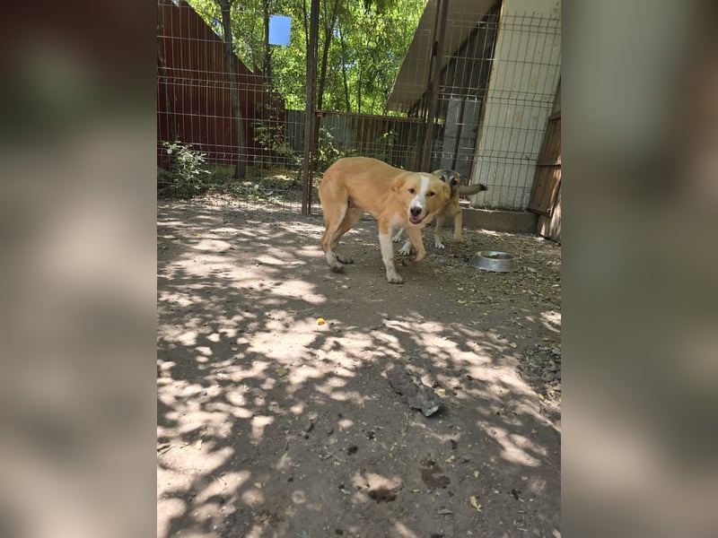 Wasco, 1 , 1/3  jähriger Bub, SH mittelgroß, neugierig, verspielt, aufgeschlossen, sozial)