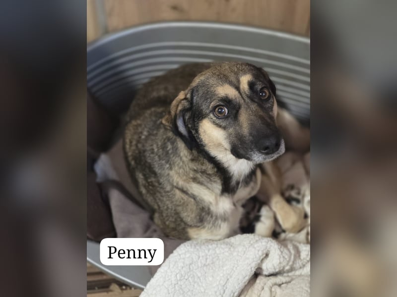 Penny, Hündin, *ca. 10.01.2020, ca. kniehoch bis knapp über Knie, lebensfroh, liebevoll, kuschelt ge