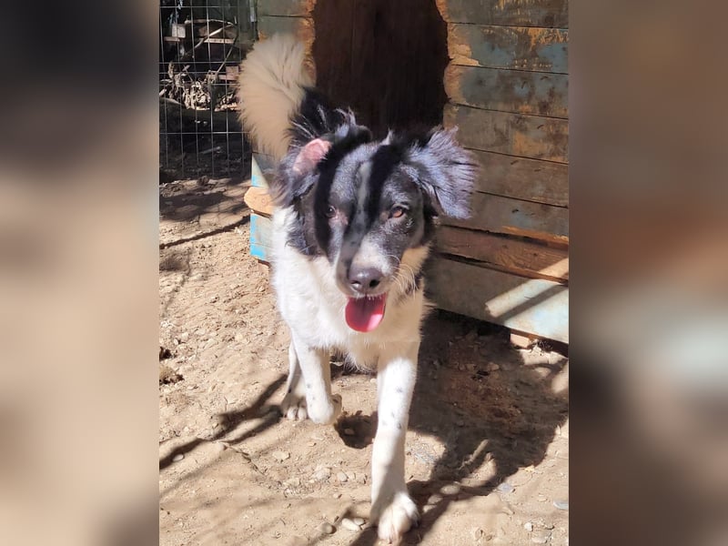 Ismael, Rüde, *ca. 22.01.2025, ca. kniehoch, verschmust, freundlich, aktiv