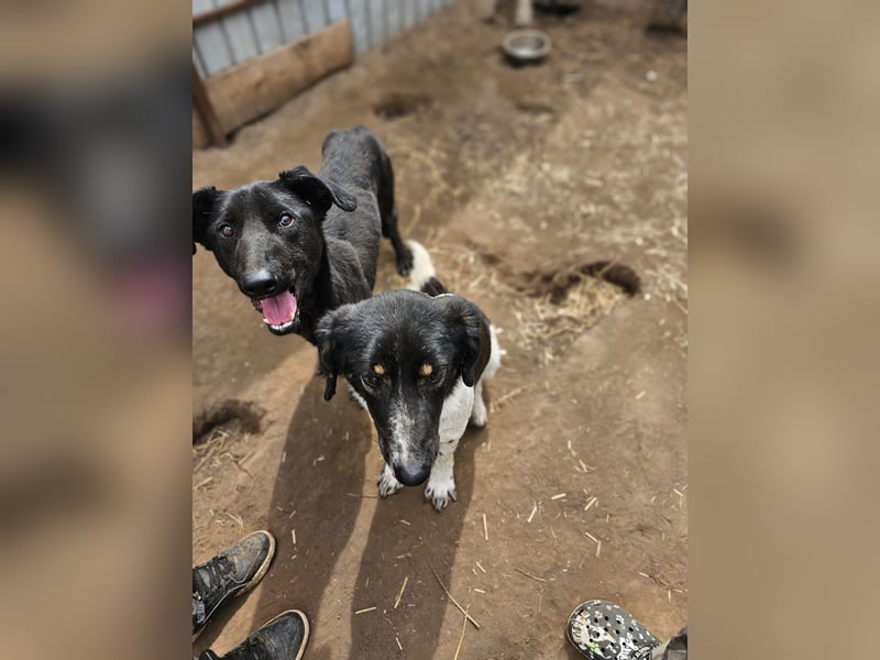 Igor , 2Jahre 8 Monate alter Bub, SH ca. 45-50 cm, freundlich, neugierig, lernfreudig, sozial