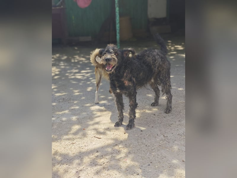 Toni , Rüde, *ca. 10.12.2021, SH ca. 46 cm, Bub, freundlich, sensibel, aktiv, sozial