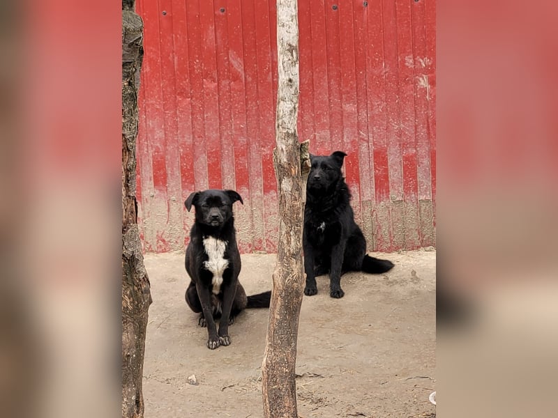 Wika, Hündin, *ca. 29.10.2024, SH klein bis kniehoch, freundlich, sozial, zurückhaltend