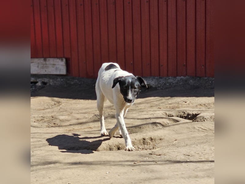 Zoe, 3 ¾ -jähriges Hundemädchen, SH ca. 50 -55 cm, schüchtern, sensibel, harmoniebedürftig