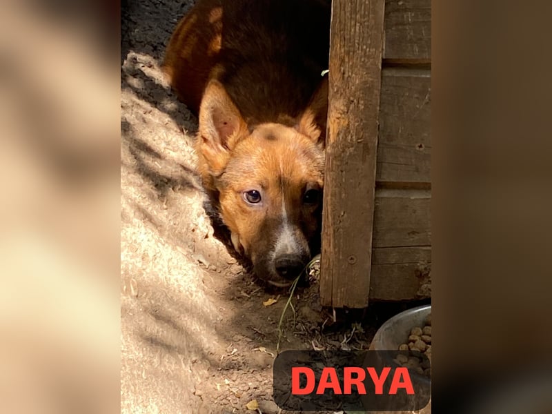 Darya, 2jährige Hündin, SH ca. mittelgroß ?, ängstlich, unsicher, freundlich, sozial