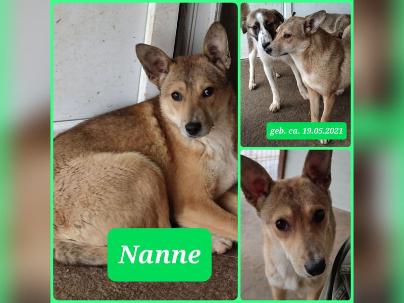 N A N N E, kastrierte Hundedame wird bald 4 Jahre, mittelgroß, lieb, freundlich, vorsichtig