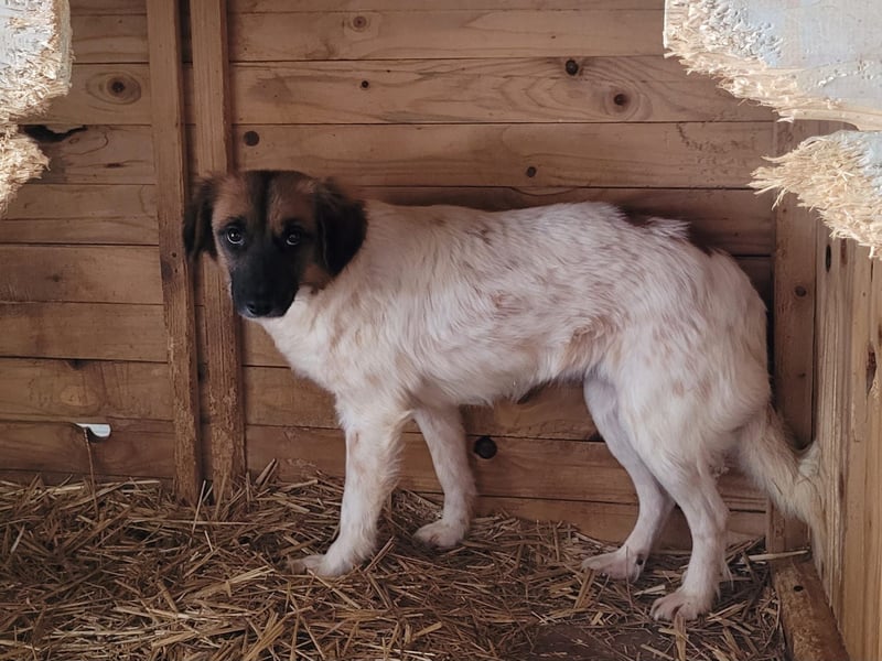 Claire, Hündin, *ca. 10.09.2023, klein bis kniehoch, neugierig, sanft, unsicher