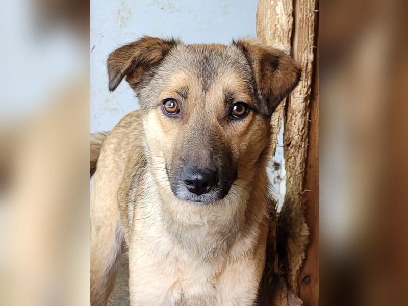 Becky, Hündin, *ca. 20.10.2022, ca. knapp unters Knie, zart, schüchtern, neugierig, sozial