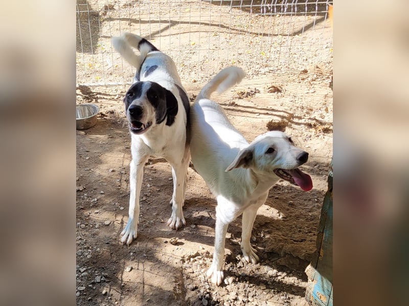 Ines, Hündin, *ca. 22.01.2025, ca. kniehoch, verschmust, feinfühlig, sozial, ausgeglichen