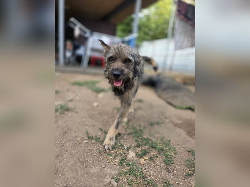 Gulliver, Rüde, *ca. 15.01.2022, ca. kniehoch, freundlich, aktiv, lernwillig (manchmal), eifersüchti