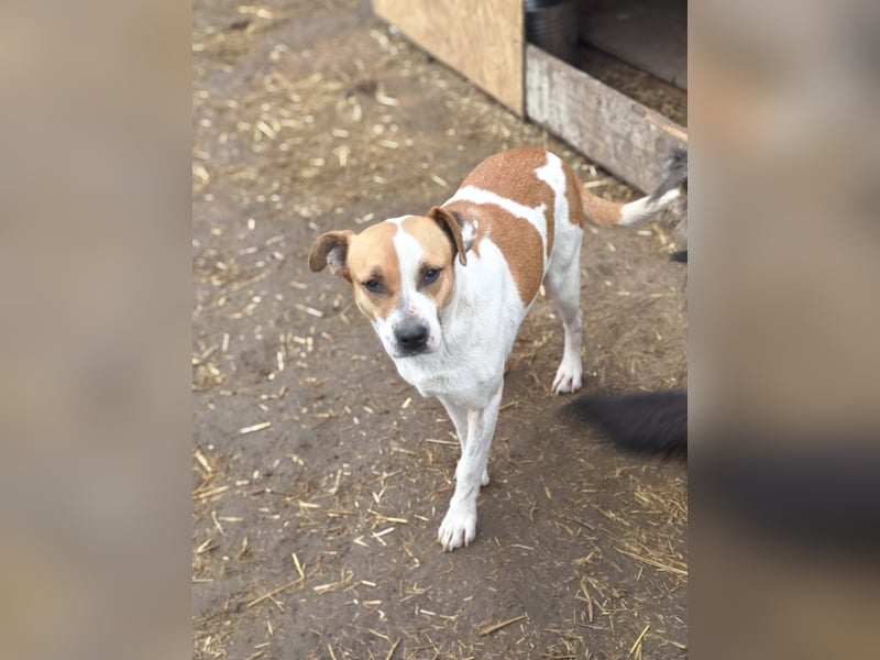 Nara, Hündin, *ca. Dezember 2019, ca. 50 cm, freundlich, ruhig, sozial, verschmust