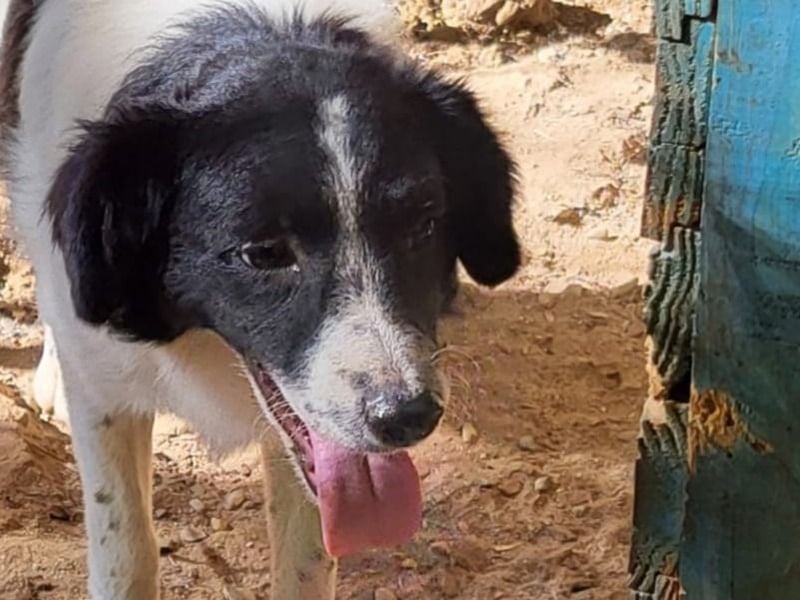 Ismael, Rüde, *ca. 22.01.2025, ca. kniehoch, verschmust, freundlich, aktiv