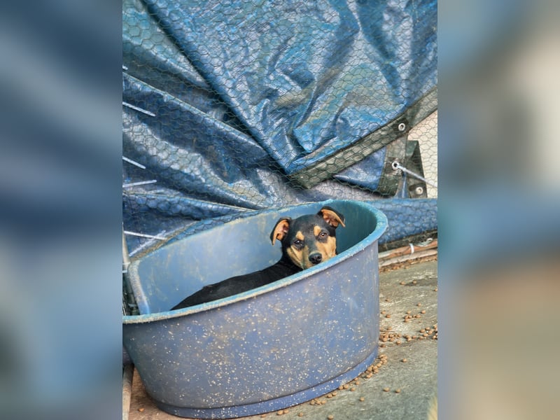 Sami, Rüde, *ca. 21.11.2024, ca. 40 cm, fröhlich, vorsichtig, neugierig