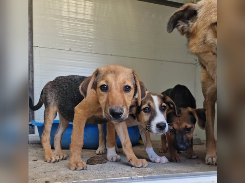 I A N, 3-jähriger Bub, SH mittelgroß, freundlich, zuückhaltend, unsicher, sozial