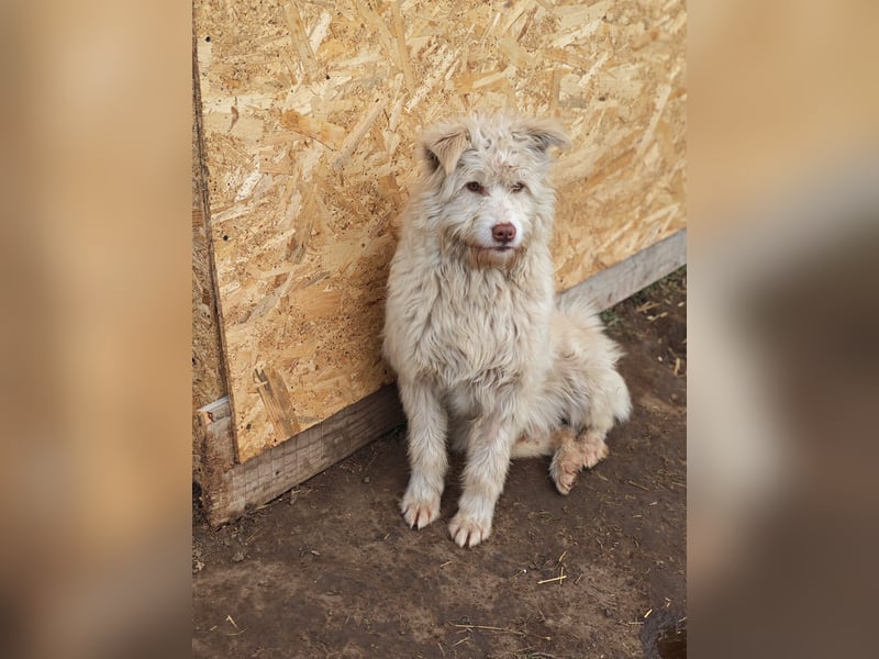 Jupp, Rüde, *ca. 10.04.2024, ca. kniehoch, vorsichtig, freundlich, lustig, verspielt, verschmust