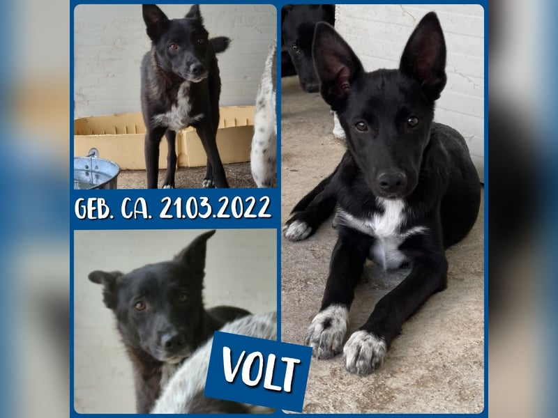 Volt (geb. ca. 21.03.2024, SH ca. kniehoch, neugierig, verspielt, sozial)