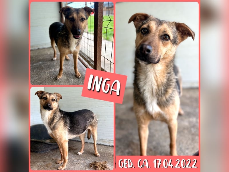 I N G A, fast 3-jähriges Mädel, ca. kniehoch, vorsichtig, schüchtern, lieb, sozial)