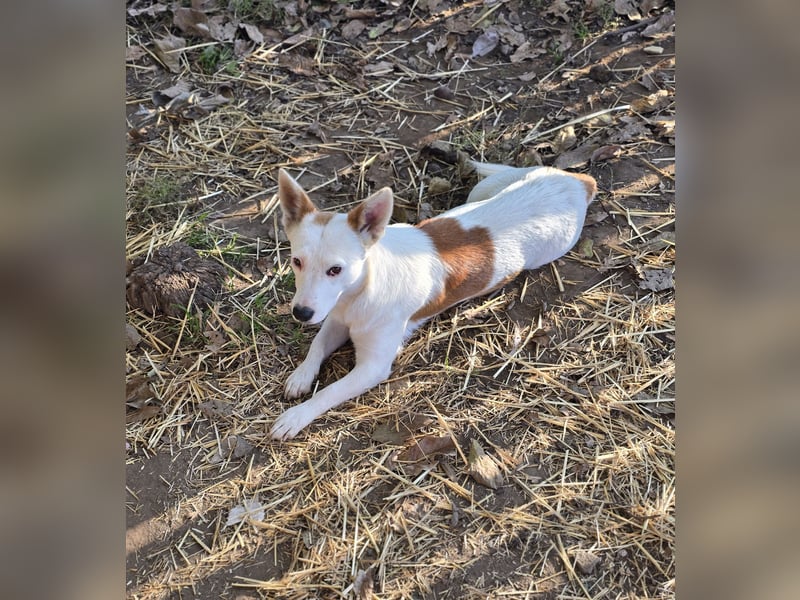 Gabi, Hündin, *ca. 17.09.2019, SH ca. 42 cm, vorsichtig