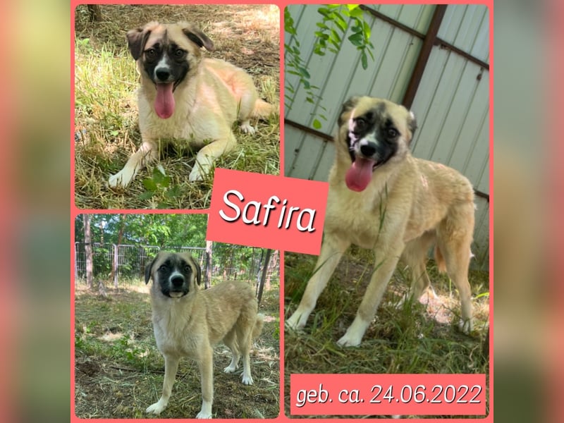 Safira, Mädchen, ca. 24.06.2022, ca. kniehoch, freundlich, verspielt, offen