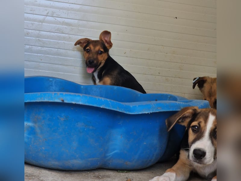 I N G A, fast 3-jähriges Mädel, ca. kniehoch, vorsichtig, schüchtern, lieb, sozial)