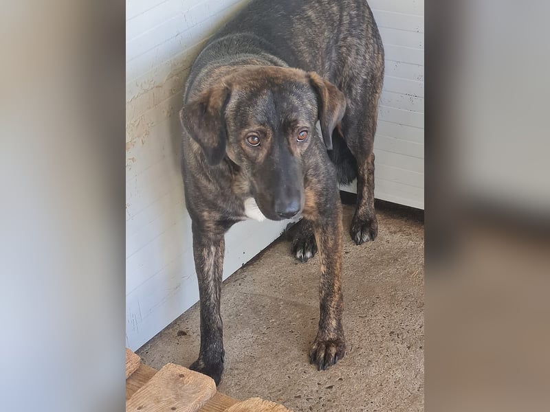 Kiri , 2 ½-jährige Hündin,  mittelgroß, ängstlich, zurückhaltend, ruhig, sozial