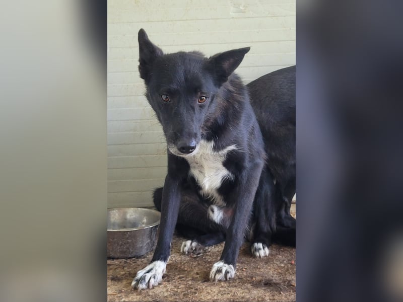 Volt (geb. ca. 21.03.2024, SH ca. kniehoch, neugierig, verspielt, sozial)