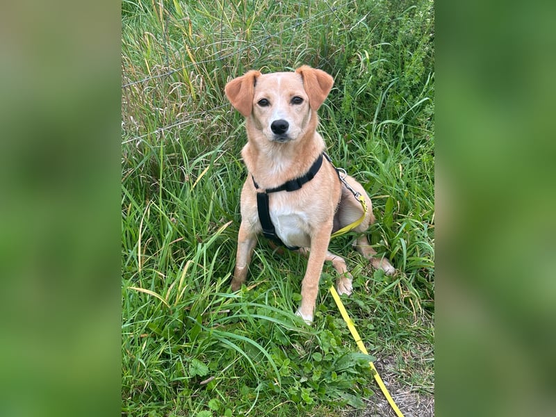 Lissy, Hündin, *ca. 20.12.2024, ca. 40 cm / 11 kg, ruhig, sensibel, liebevoll, stubenrein, zurückhal